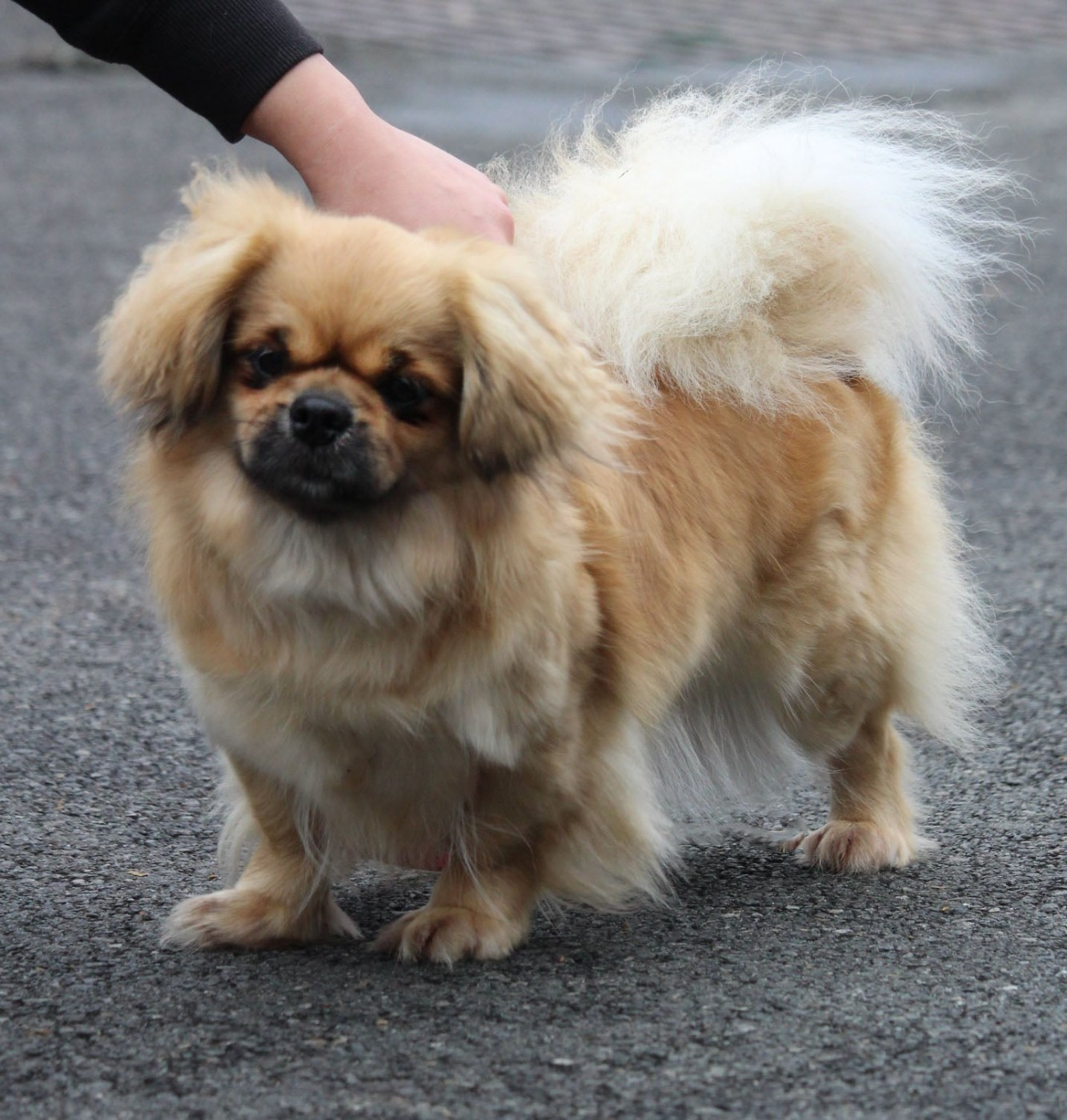 R'mione  des Lueurs d'Antares