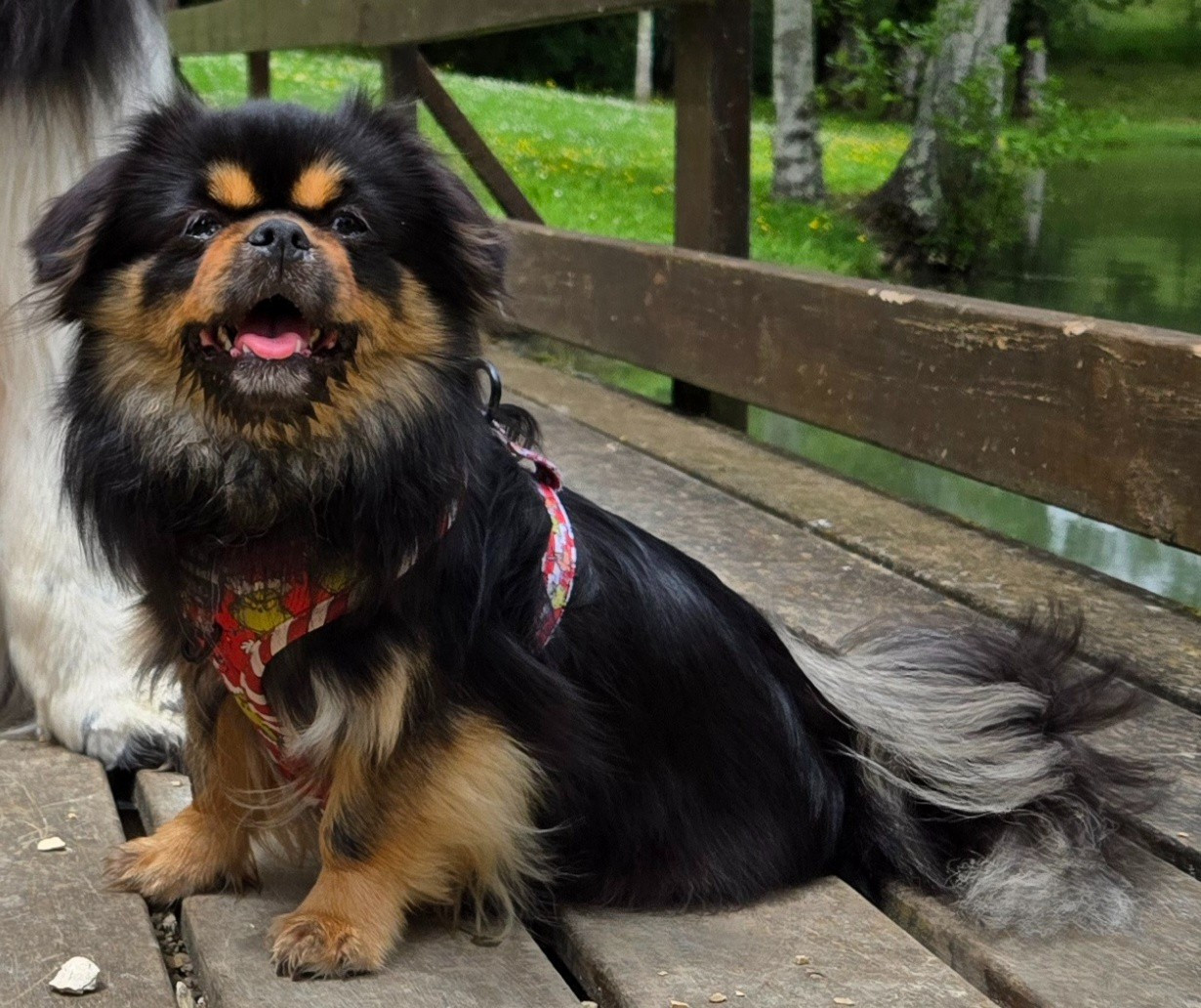 Tchiidorée Les Petites Truffes De Dalye