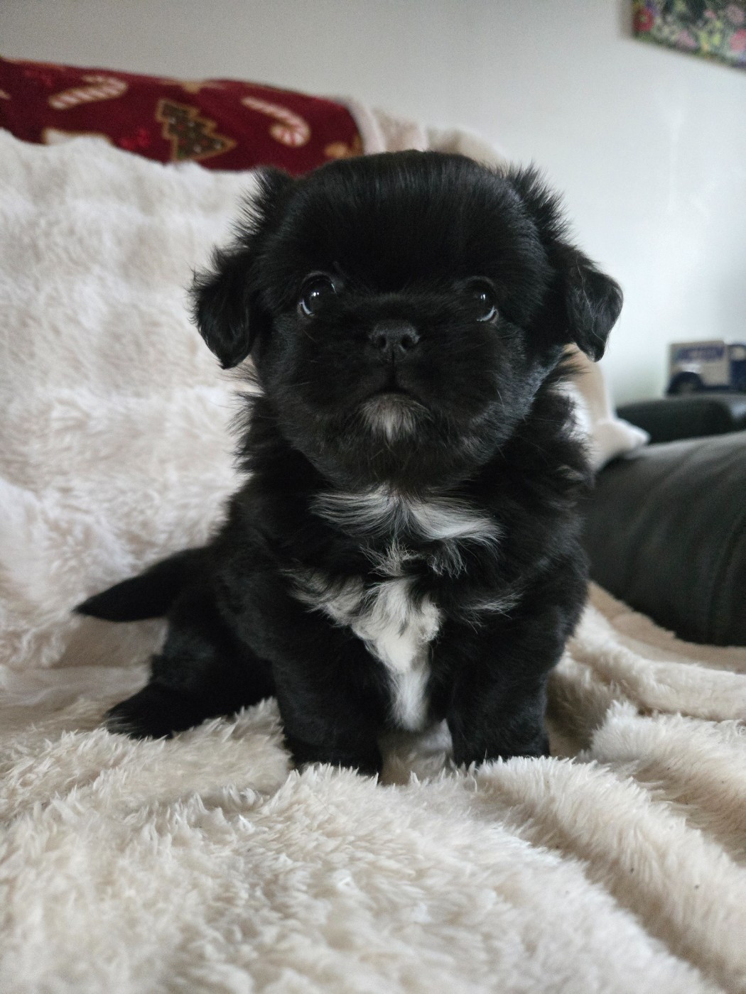 Les Petites Truffes De Dalye - Epagneul tibetain - Portée née le 17/10/2025