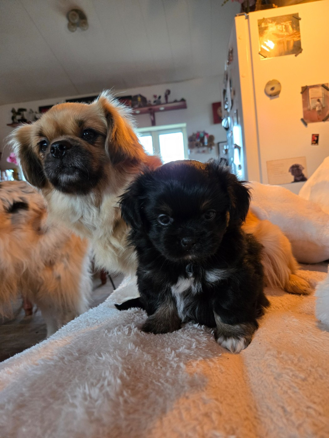 Les Petites Truffes De Dalye - Chiots disponibles - Epagneul tibetain