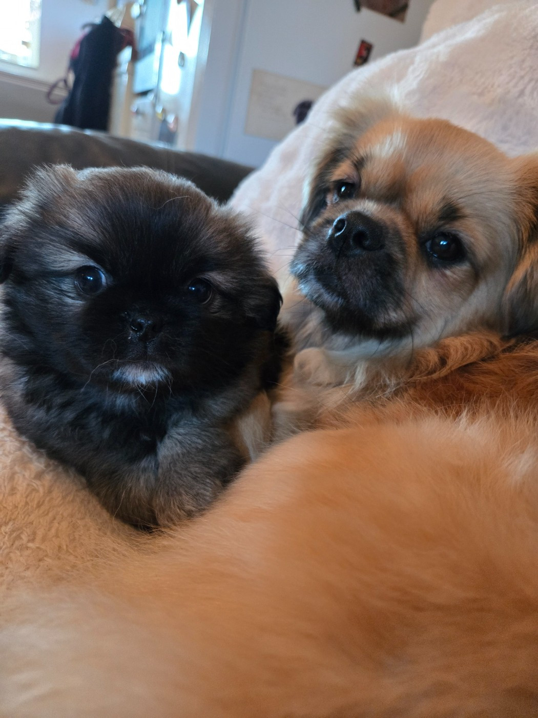 Les Petites Truffes De Dalye - Chiots disponibles - Epagneul tibetain